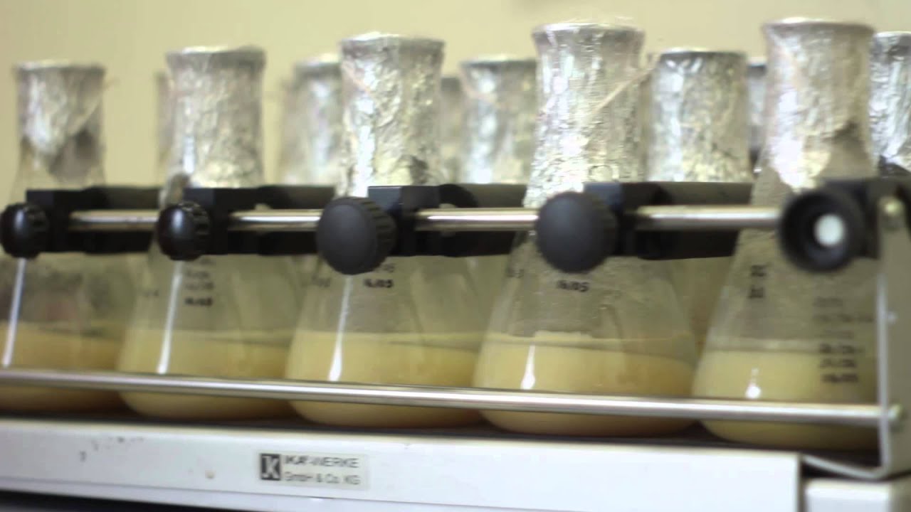 Biotecnología Industrial