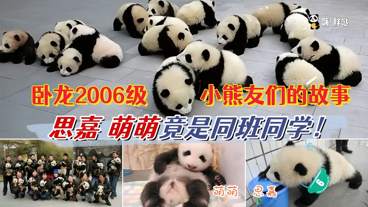 萌萌和思嘉同框，她们竟是同班同学，来看卧龙2006级小熊友的故事，个个都是知名熊猫