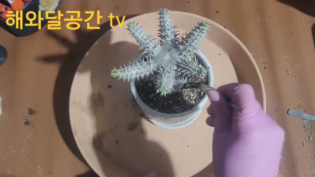 사랑이들 식재✨️🌹🐰❤️🌵🌟🍀🩵