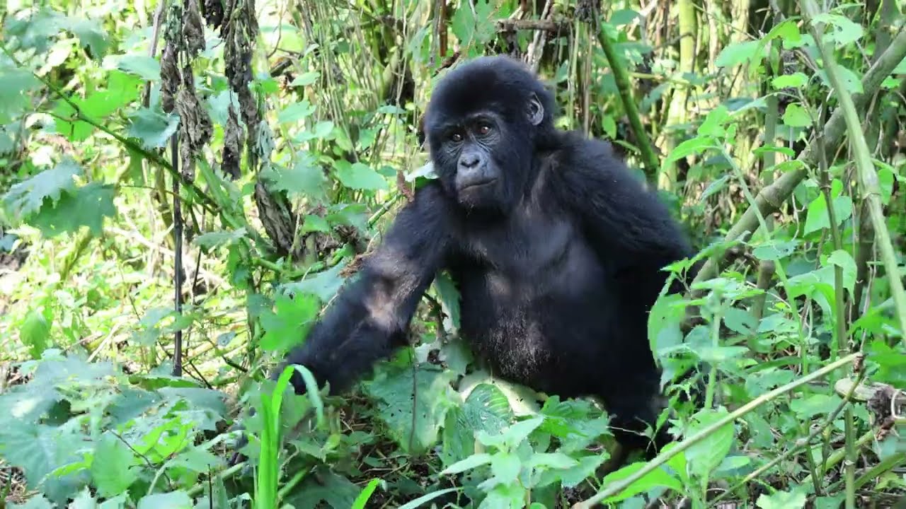 Baby Gorillas in Bwindi Impenetrable Forest, Uganda