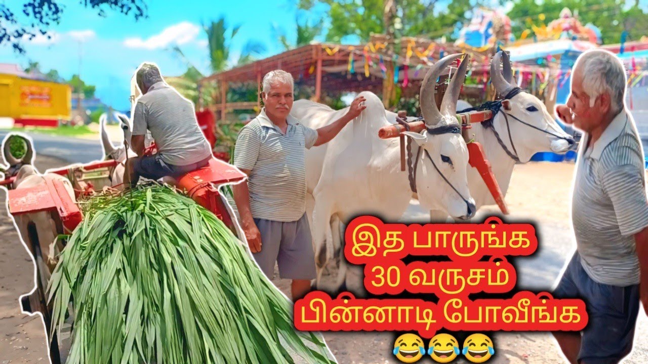 மாட்டு வண்டிய இவரப்போல ஓட்ட யாருமே இல்லை | அண்ணனின் திறமையை பாருங்க | Bullack Car Race |Siva Arun Tv