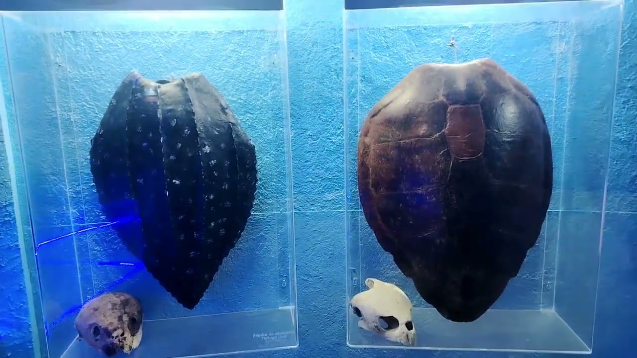En el acuario de Cancún 