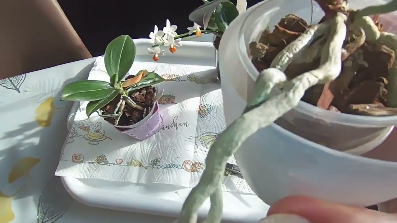 Потеря второго листа снизу от шеи🌿чернота на стволе - не всегда от болезни😊