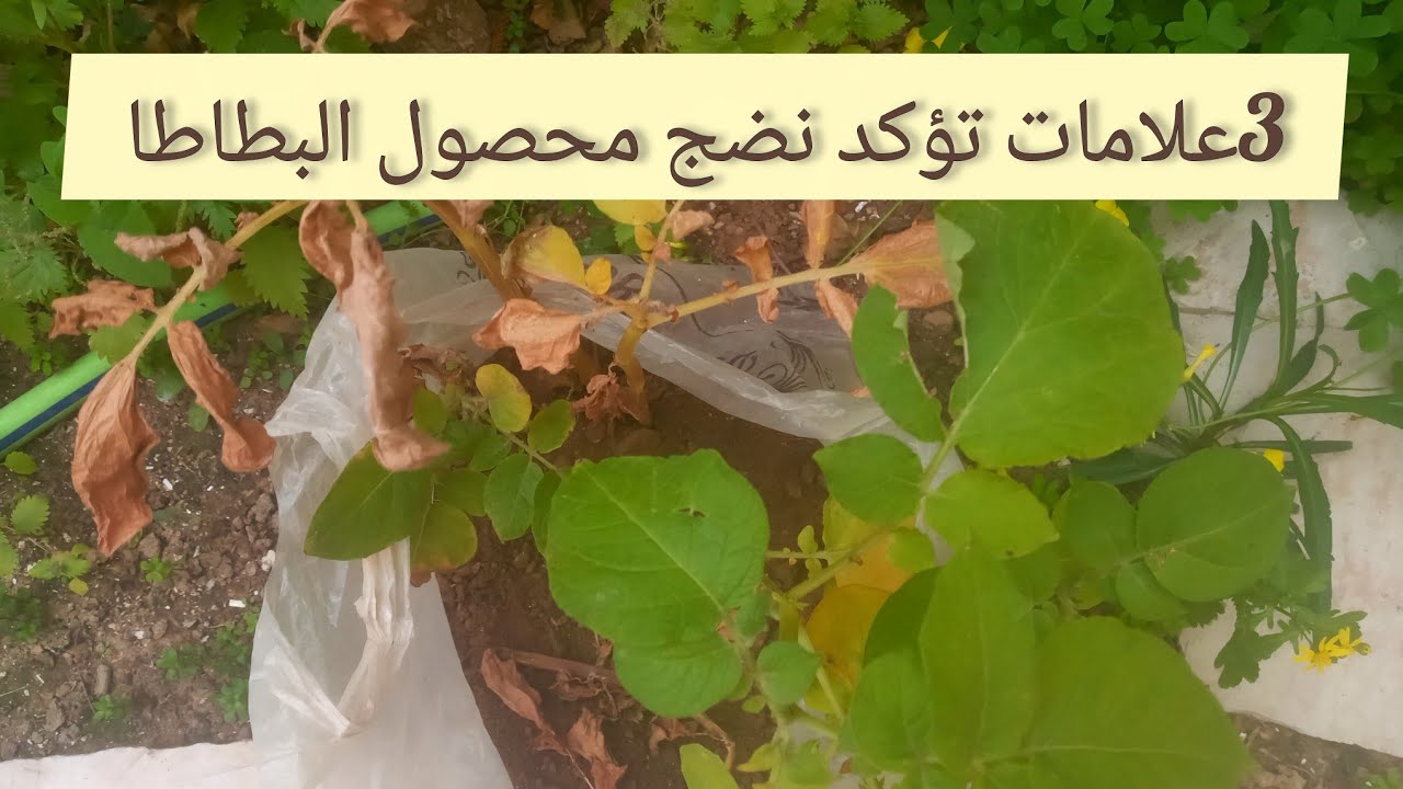 3 علامات تؤكد نضج محصول البطاطا 🥔 | متى يتم حصاد البطاطا للحصول على أفضل إنتاج؟