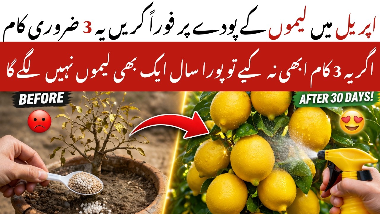 Best Fertilizer for Lemon Plant for Fast Fruiting| Nibu pr April main Karne Wale zrori Kam