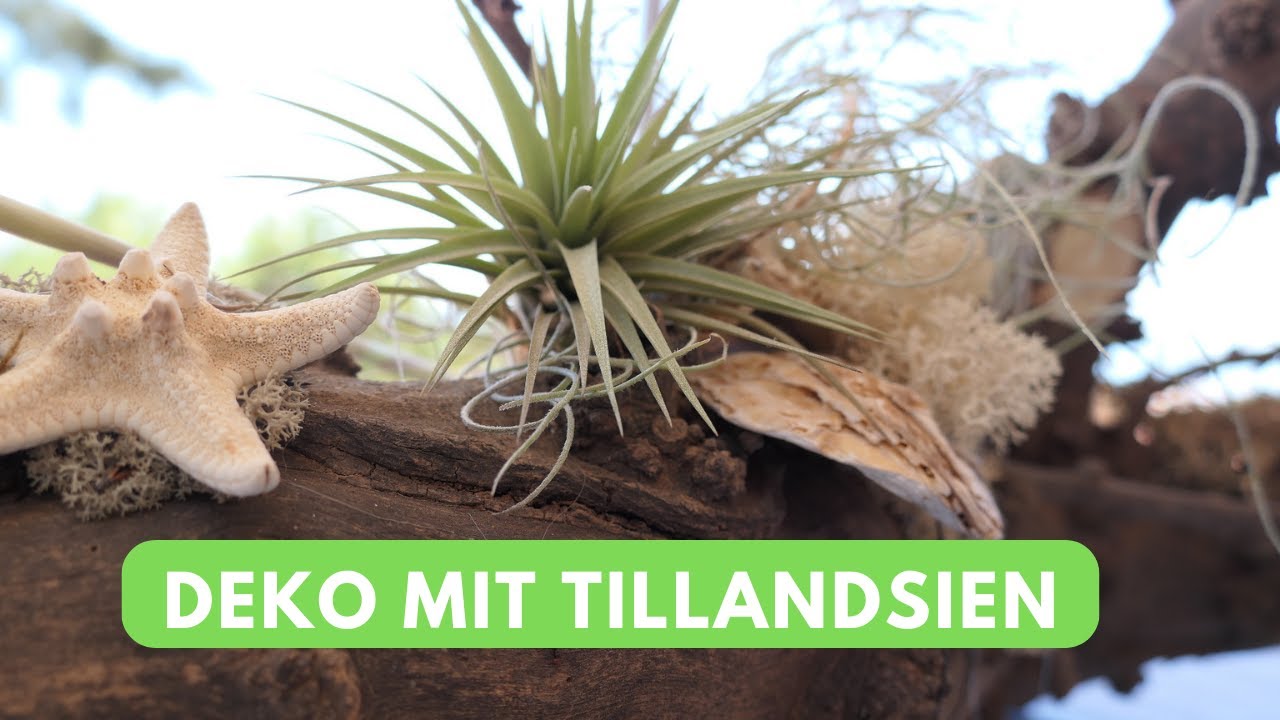Tischdeko Idee für jeden Anlass💚 langanhaltende Deko für jede Jahreszeit💚DIY mit Moos &Tillandsien