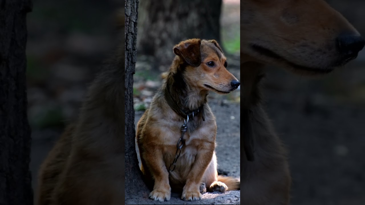 yard old dog on a chain