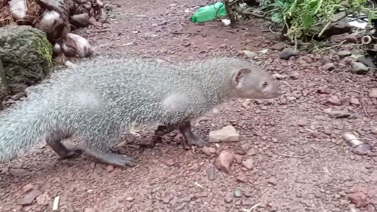 കീരി ഉറങ്ങുന്ന സ്ഥലം 