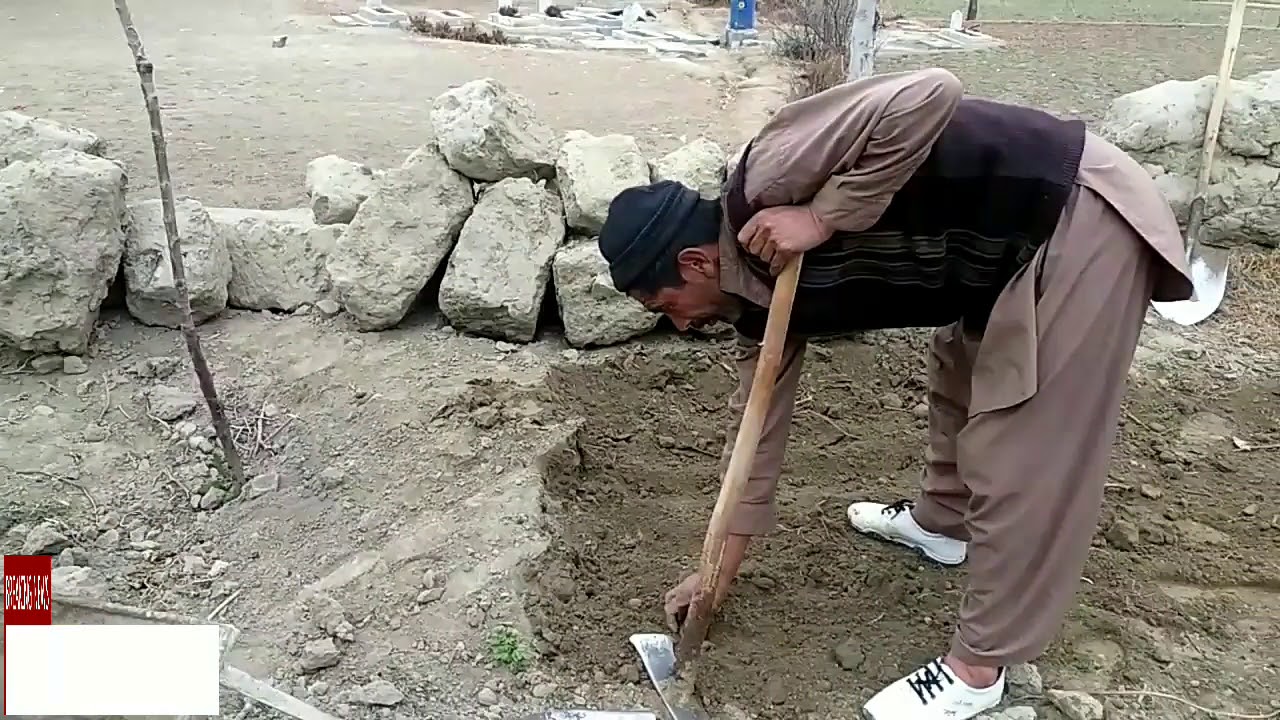 آلو کی کاشت کاری نومل میں شروع ہوئی ۔۔