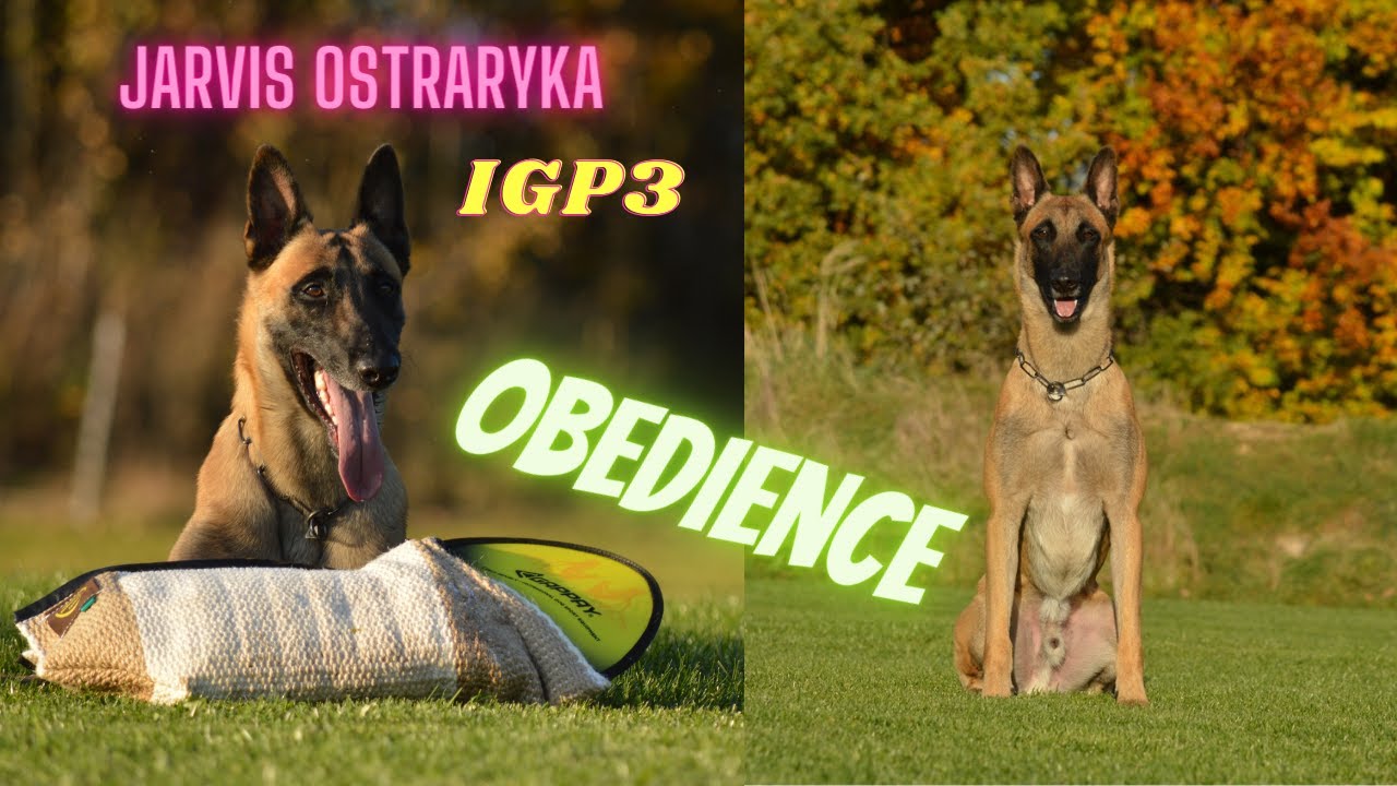 Jarvis Ostraryka - IGP 3 Obedience Malinois Preparing For Competition