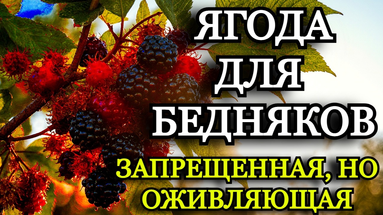 Эта Ягода Мощнее Мяса и Вина: Научные Факты Шокируют, а за Куст Можно Получить Штраф