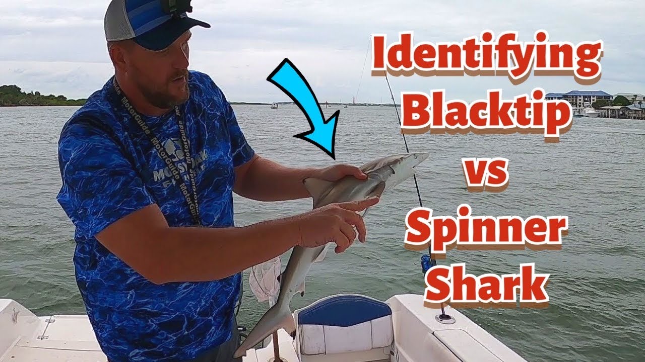 Blacktip vs Spinner Shark, what's the difference?