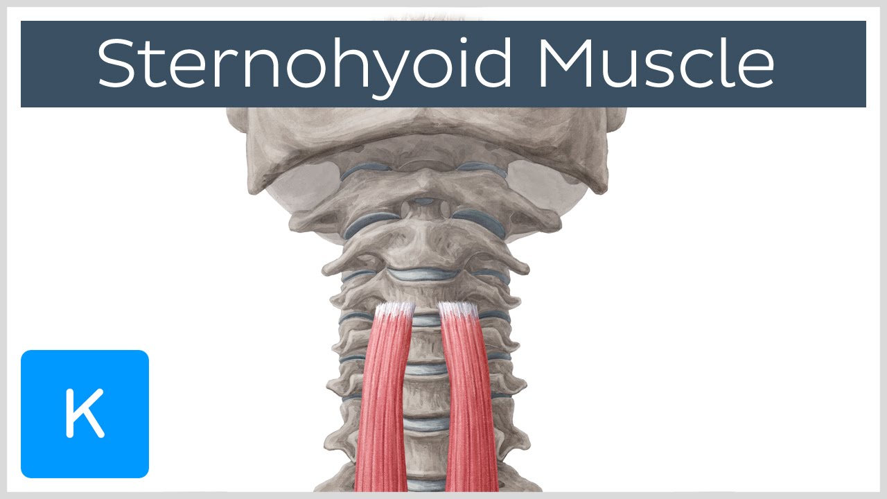 Origin and Insertion of the Sternohyoid Muscle - Human Anatomy |&nbsp;Kenhub