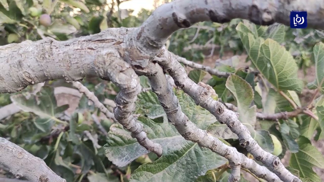 النيماتودا تهاجم أشجار التين.. و