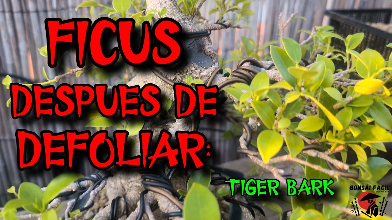 FICUS Tiger Bark trabajar la brotacion despues del defoliado