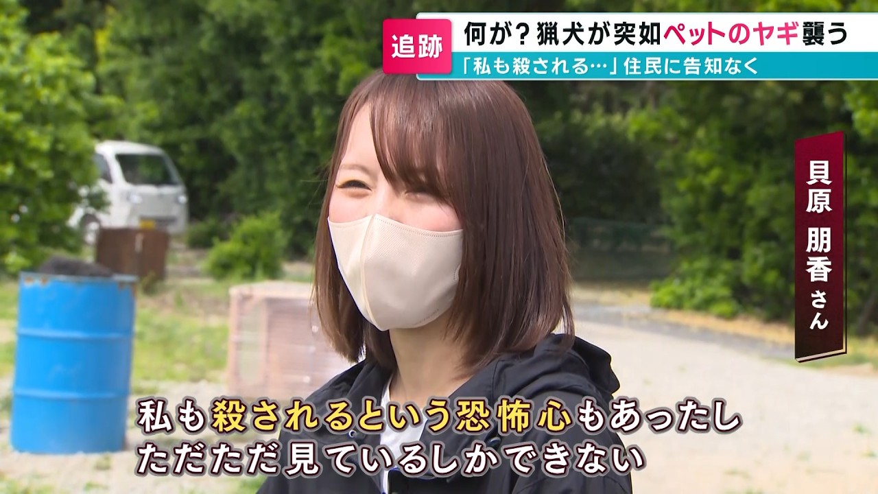 「私も殺される…」ペットのヤギが突然猟犬2頭に襲われる｜当日は何のアナウンスもなく