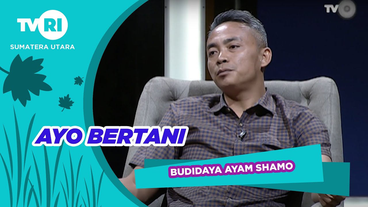 AYO BERTANI  -  BUDIDAYA AYAM SHAMO