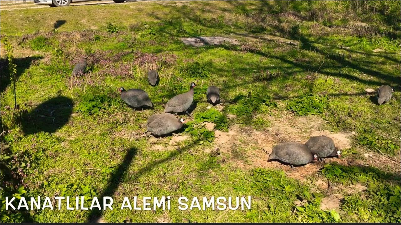 Beç Tavuğu ,Yuvasına İnanılmaz Yumurtlamış  🥚 #İran #Tokat Tavuğu(Bölüm 21)