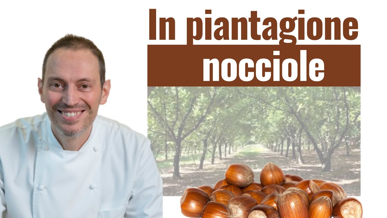 In piantagione: NOCCIOLE