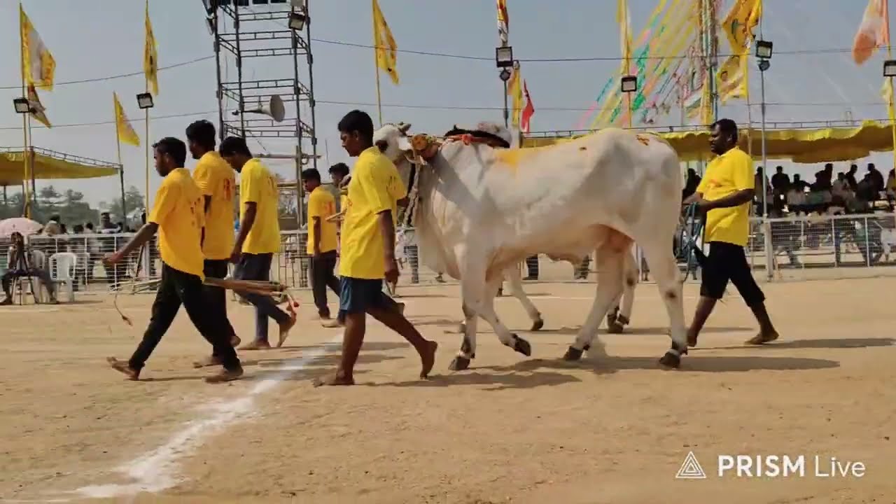చిలకలూరి పేట టౌన్||6పళ్ళ విభాగం 10వ జత మంచాల రమాదేవి గారు (2712.3) 20-1-2026💥💥