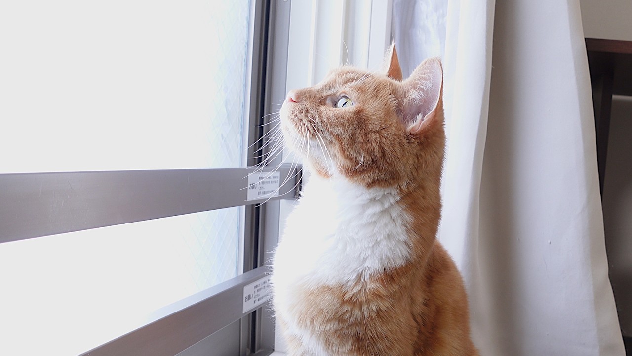 久しぶりの雪を不思議そうに眺めている猫ズ。