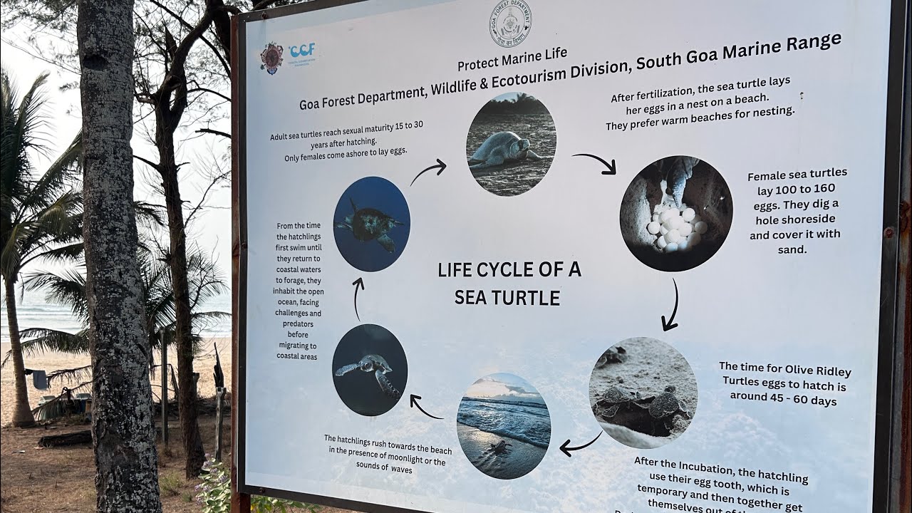 Galjibagh Turtle Nesting Beach, Goa
