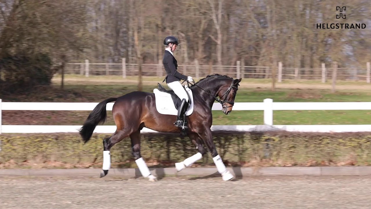 Rheinglanz von Helium / Couracius – hengst geboren 2018 (GER)