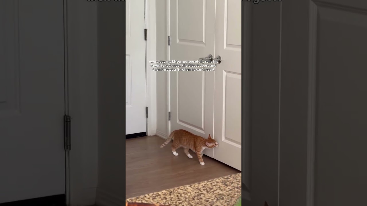 🔊🔊 this is a daily occurrence but I love hearing his meow😻 