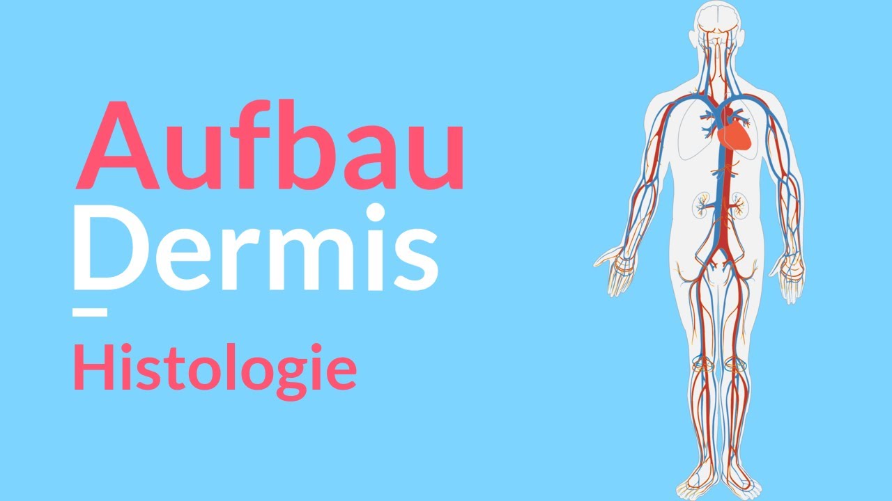 Aufbau & Funktion der Dermis 🧬 Aufteilung der Haut 🤓 Cutis / Stratum papillare / Stratum reticulare