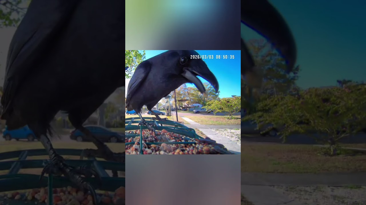 Young Crow's Behavior at the Feeder, FL 🌴 March