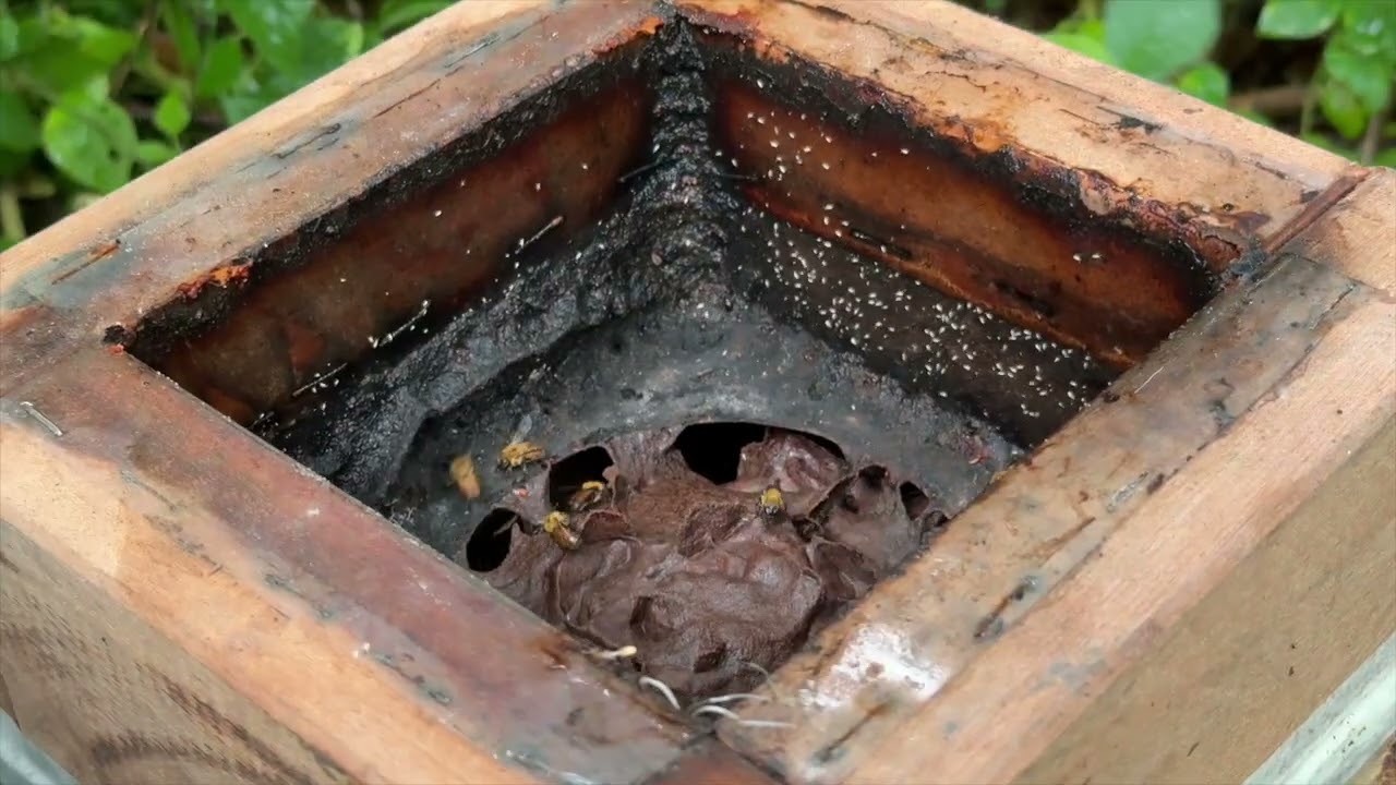 Kuyana Amazon Lodge | Regenerative Tourism in Ecuador