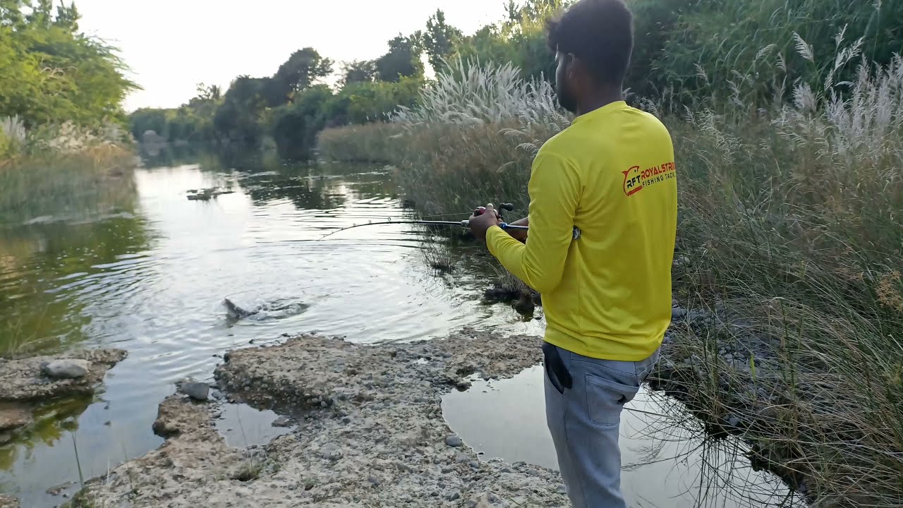 Amazing Snakehead fish attack India Murrel fishing fisherman