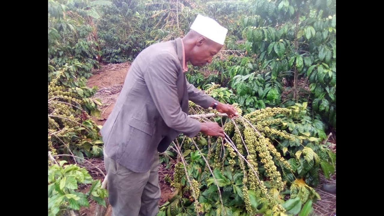 LIMA EKIGAAGA OJIMUSE EMMWAANYI  GROW COFFEE YIELDS WITH ORGANIC FERTILIZERS 