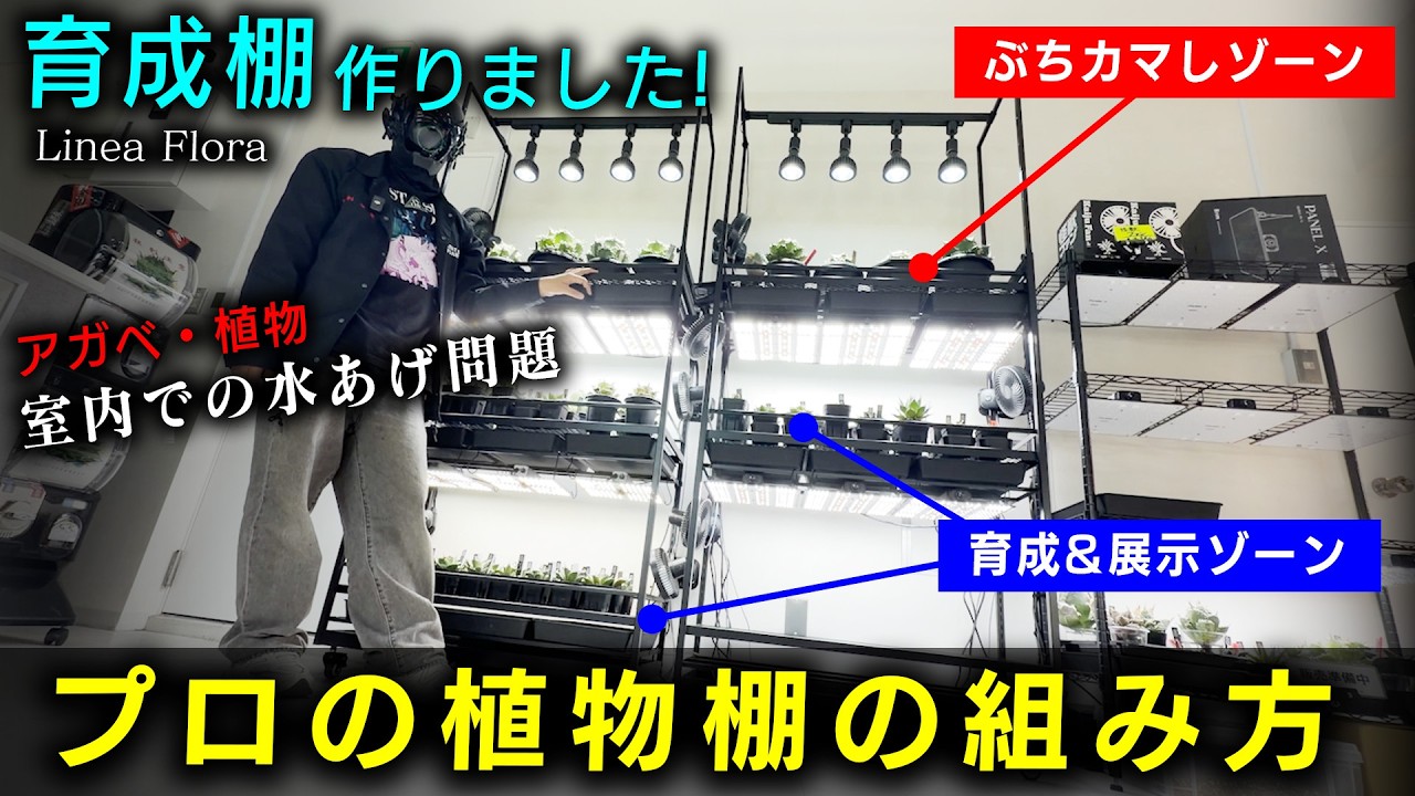 ガチで植物育成棚作った&プロの組み方も公開します！【多肉植物】【初心者】【ROCKさん】【園芸】