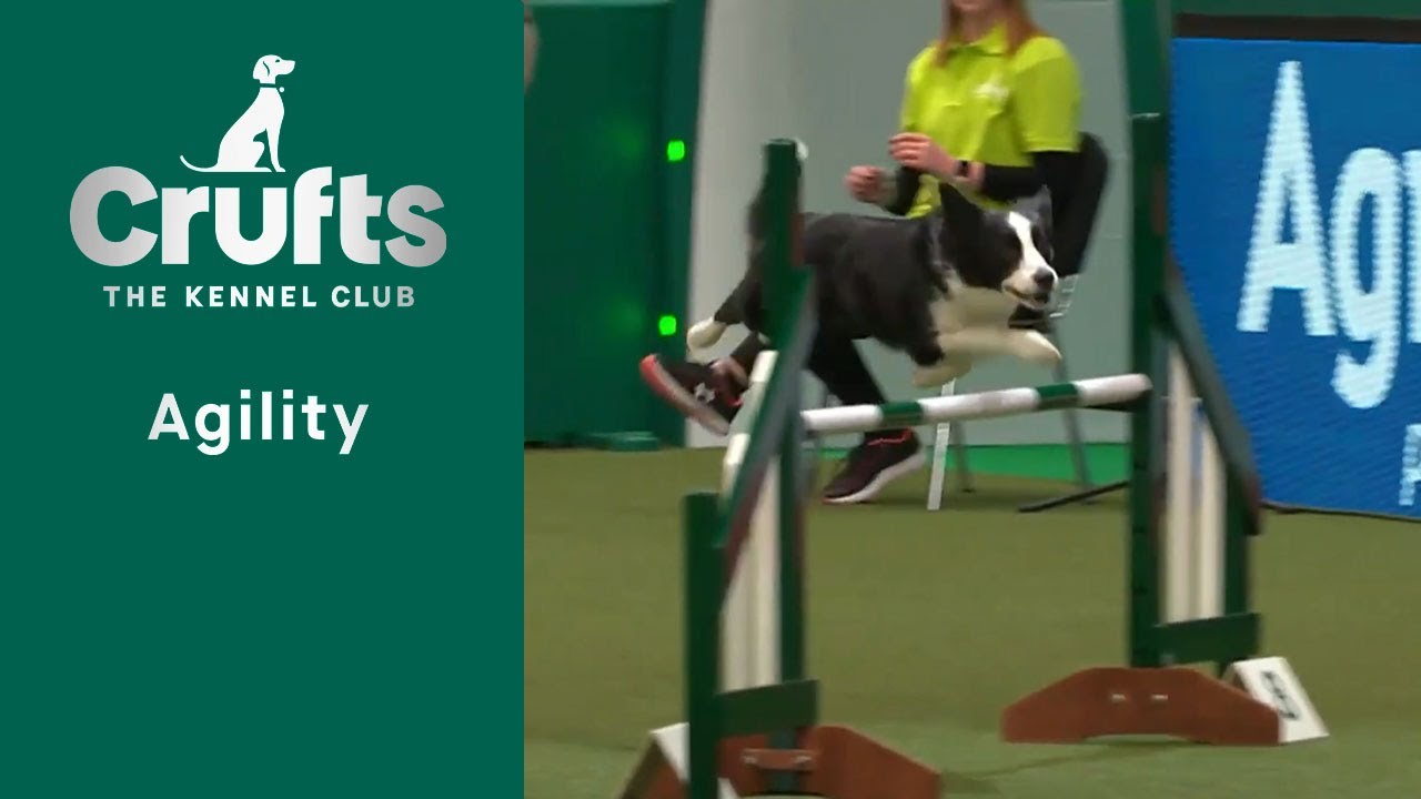 Agility -  Crufts Singles Heat -S/M/I/L (Jumping) Part 1 | ​Crufts 2023