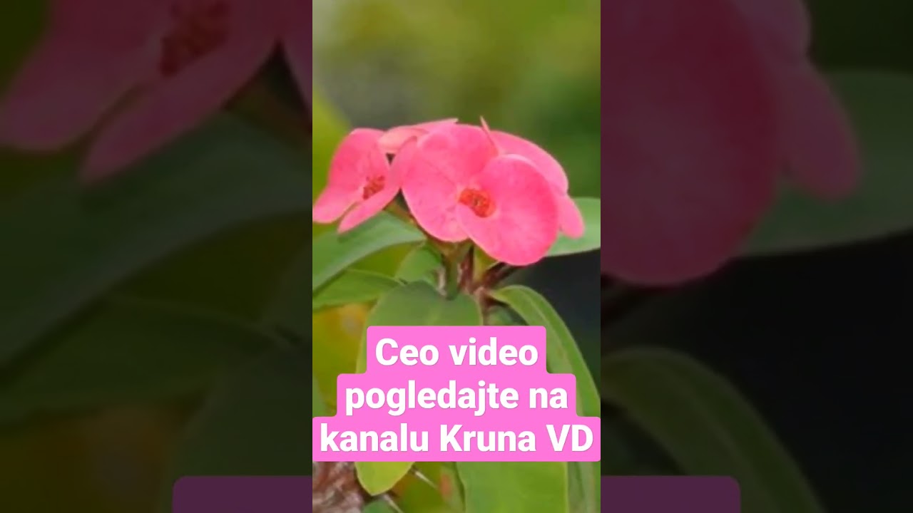 Isusov trn sukulentna trajnica