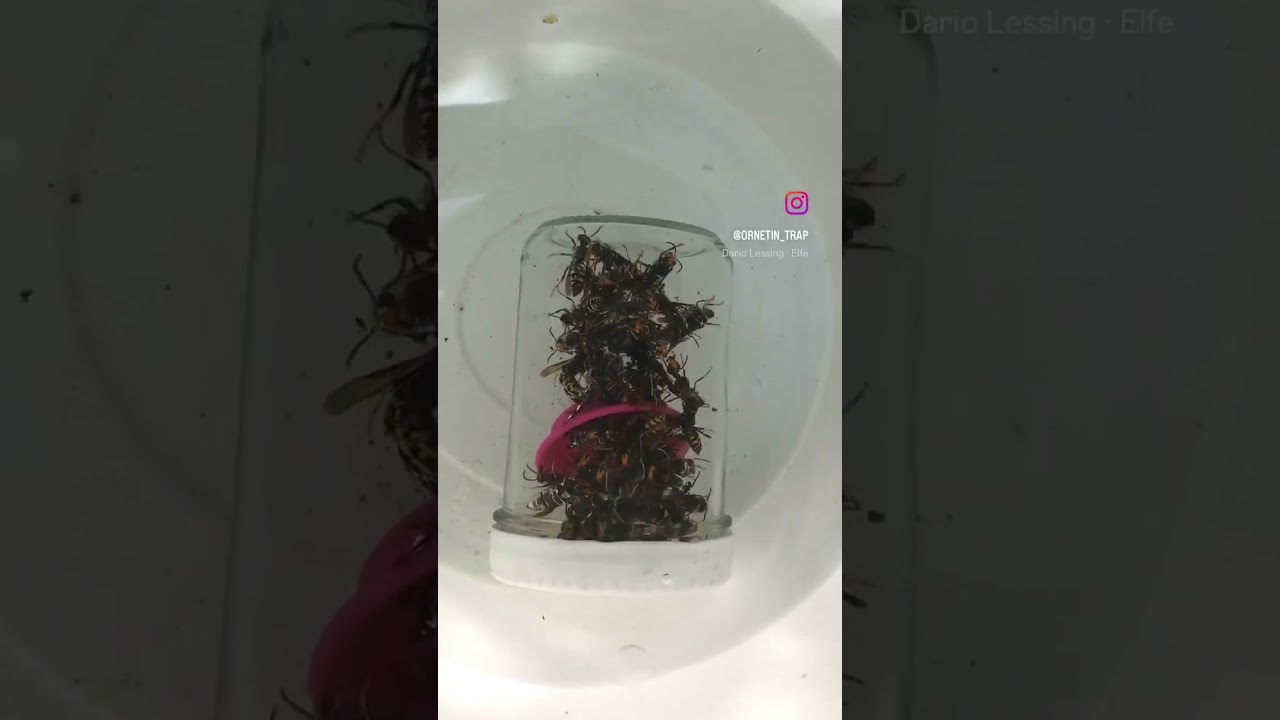 Asian Hornet Trap - Ornetin! The most effective trap in Europe! #ornetin #shorts #asianhornet