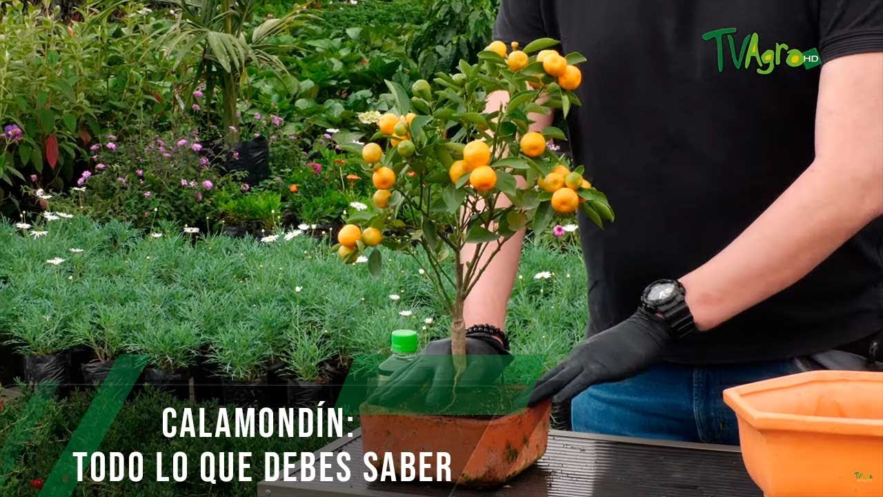 Calamondín: todo lo que debes saber - TvAgro por Juan Gonzalo Angel Restrepo