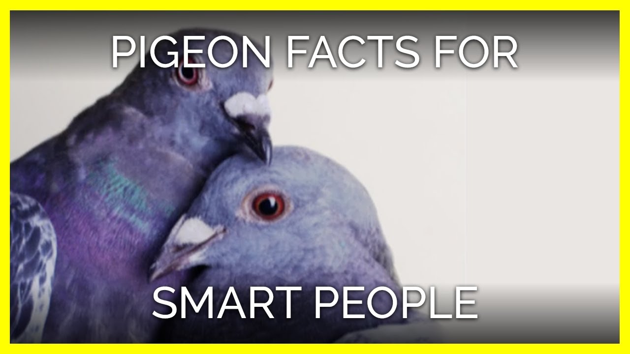 Pigeon Facts for Smart People