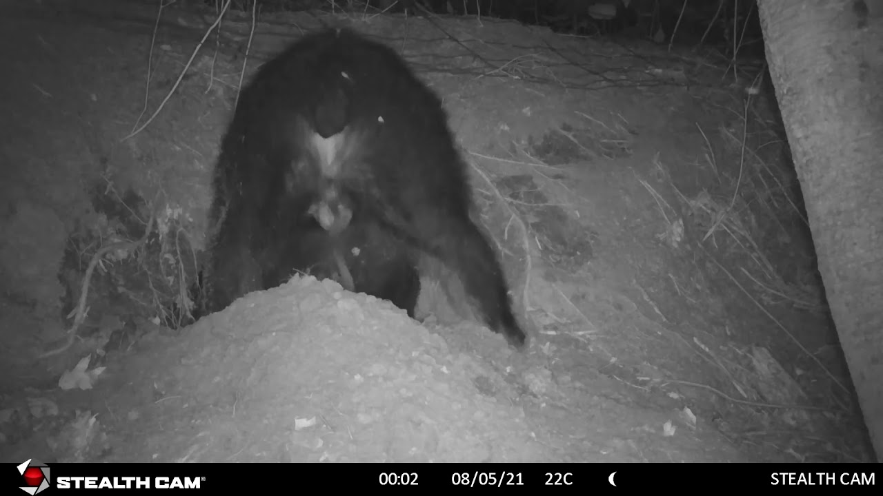 Bear Digging Den