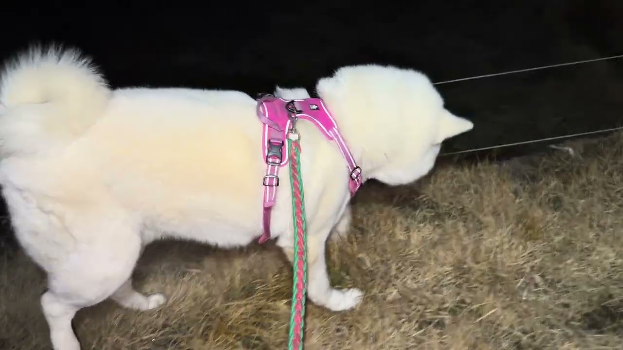 【今日のシロちゃん】我が家の秋田犬シロ(悠真)Akita 🐕２０２６年１月１９日朝散歩