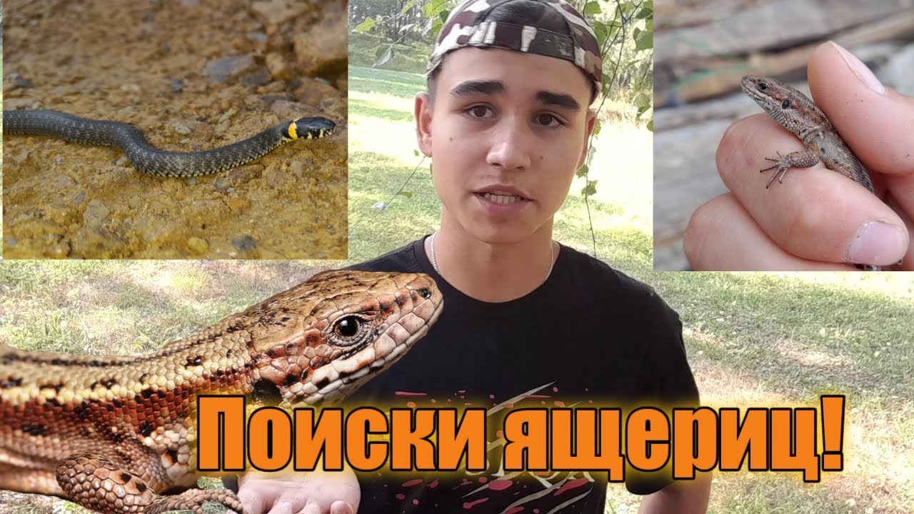 Ловля ящериц! Ловля живородящих ящериц!