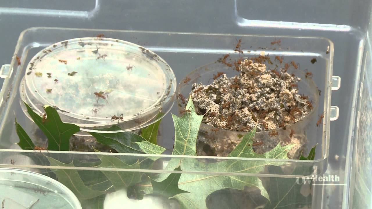 Ants as a Source of Antibiotics