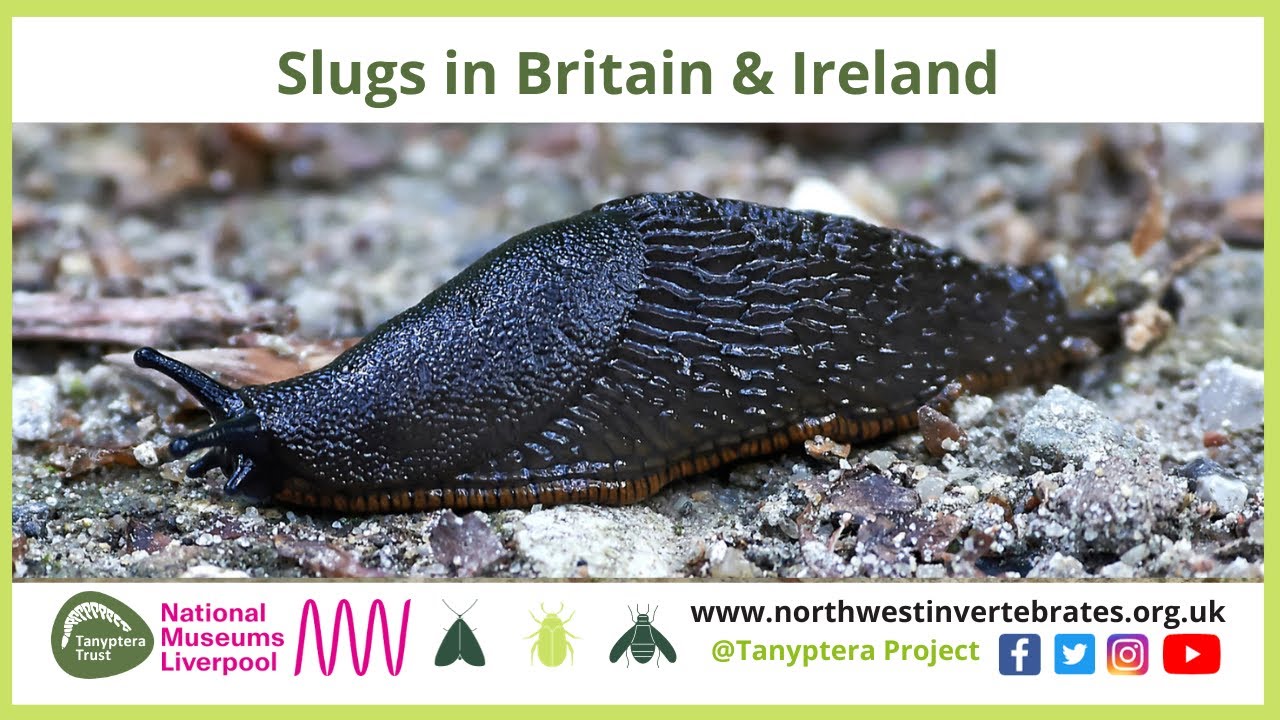 Slugs in Britain & Ireland