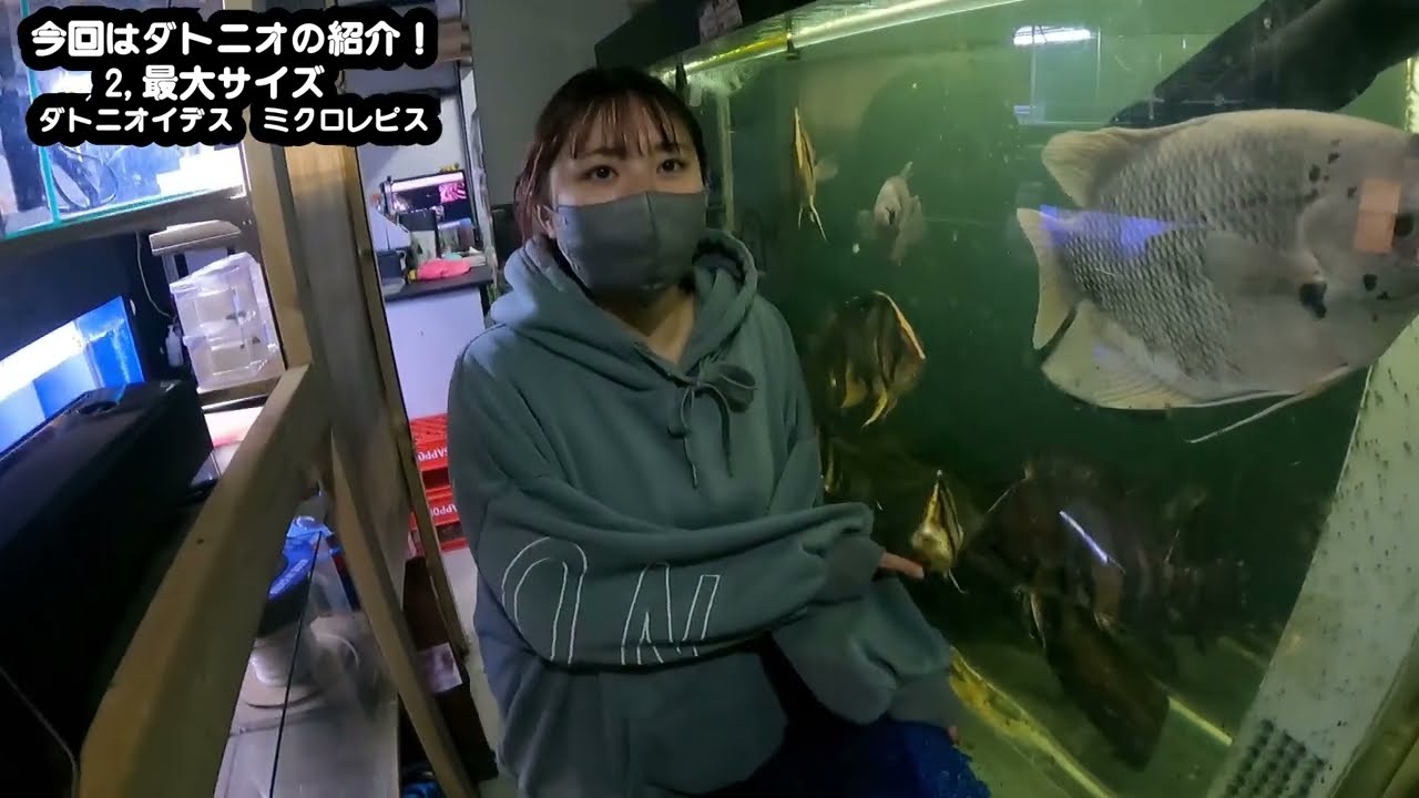 大人気 熱帯魚 ややこしい⁉柄で値段が3倍も変わる なぞ多き ダトニオ (ダトニオイデス ミクロレピス) を Ayaka社長が解説！