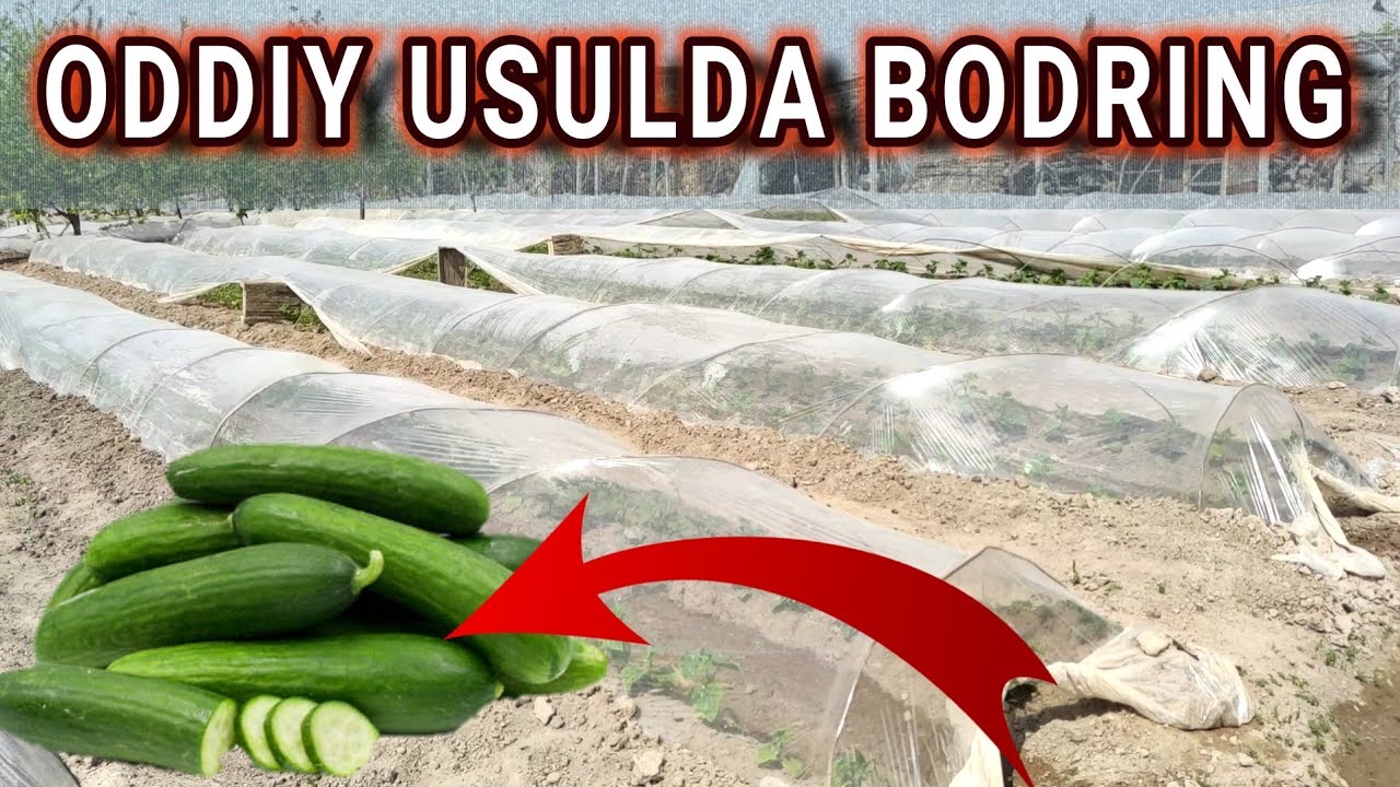 Ochiq maydonda Oddiy usulda BODRING Yetishtirish usullari. ISSQXONA bilan qanday farqi bor.