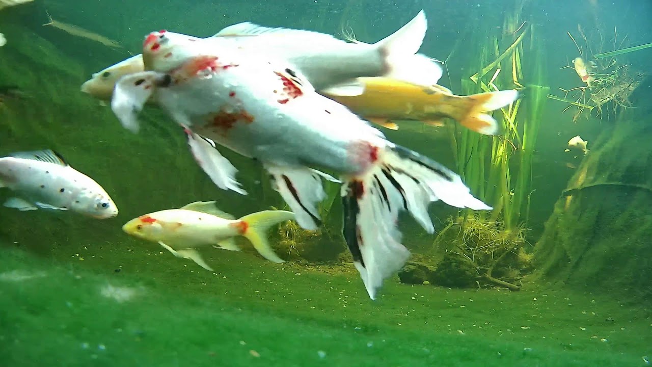 Relaxing Koi & Turtle Pond 🐟 Live Underwater Cam