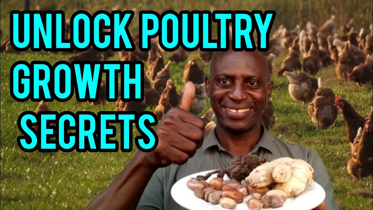 How to Create Optimal Starting Conditions for Day-Old Chicks with Beetroot, Ginger, and Nutmeg
