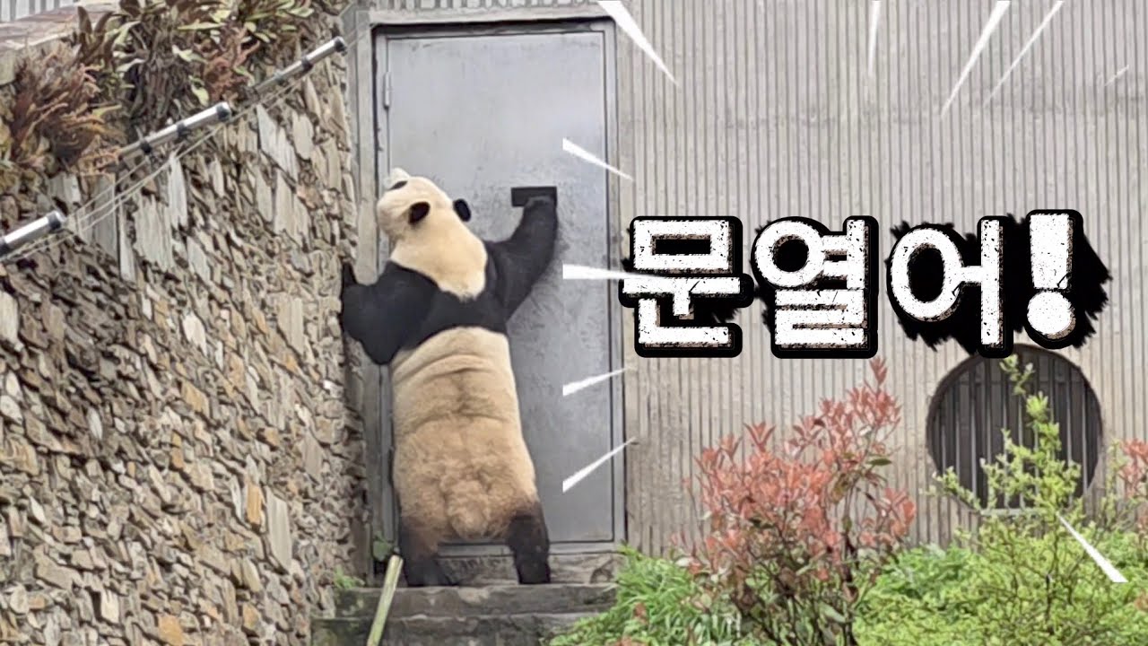4/11 푸바오실시간 오전(1) 짜증나기 일보직전!! 얼렁 문열어주세요~ 아님 매점이라도....