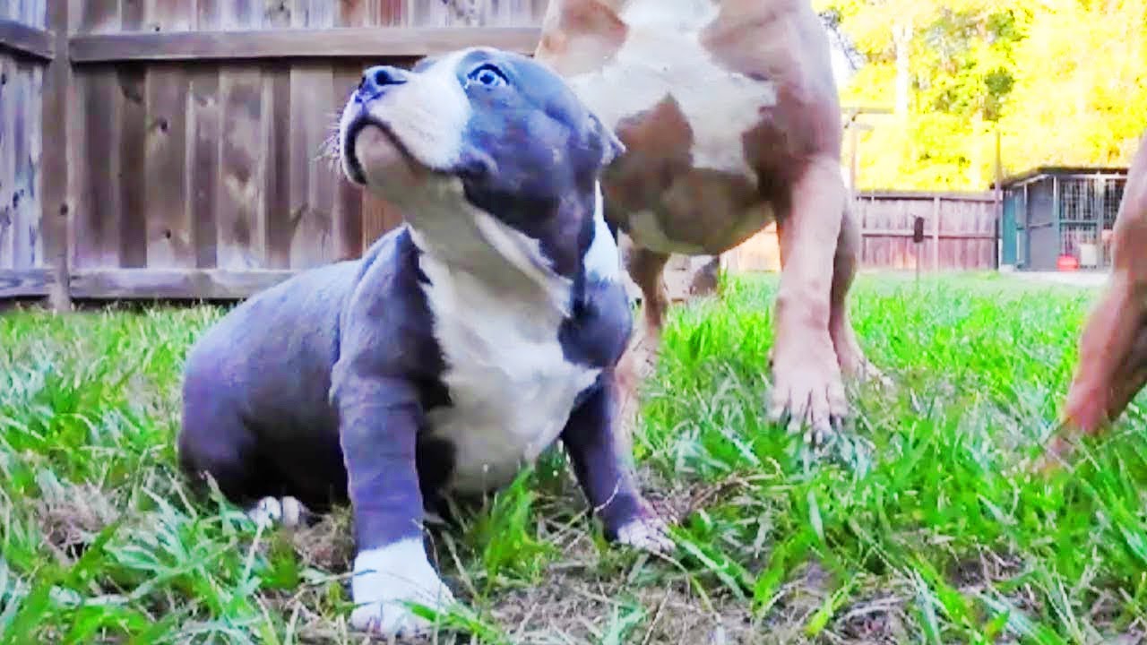 Introducing A Puppy To Older Dogs | American Bully XL